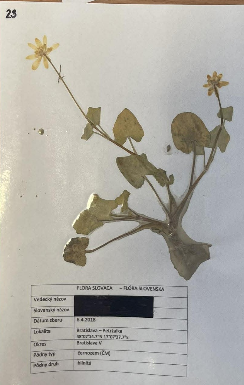 Rastlina Ranunculus ficaria